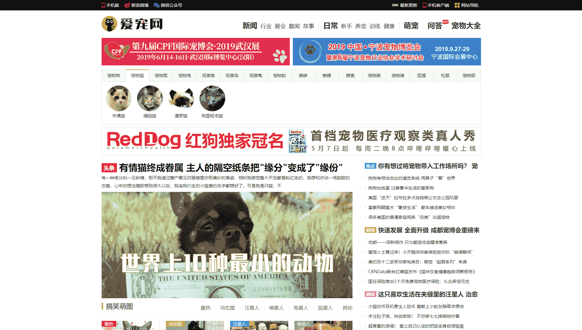 点击查看爱宠网网站首屏快照大图 爱宠网网站首屏快照